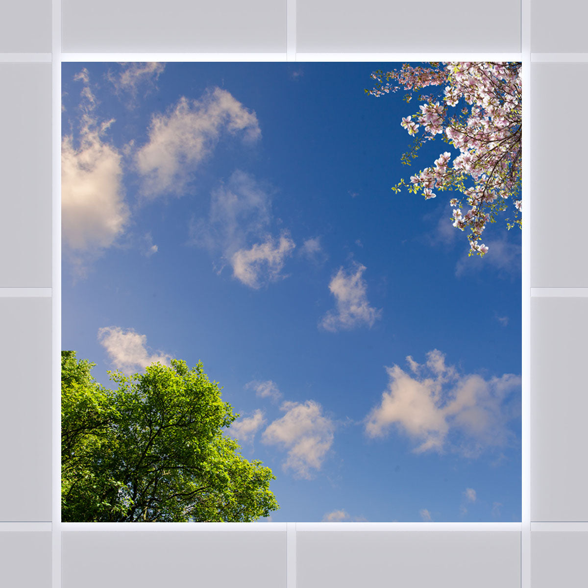 Deckenmotiv 009 Himmel & Bäume