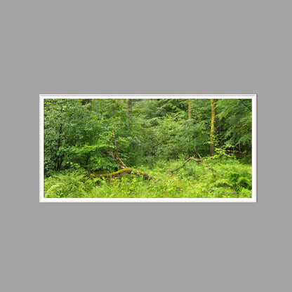 LED-Wandbild 60x120 cm quer – Wald