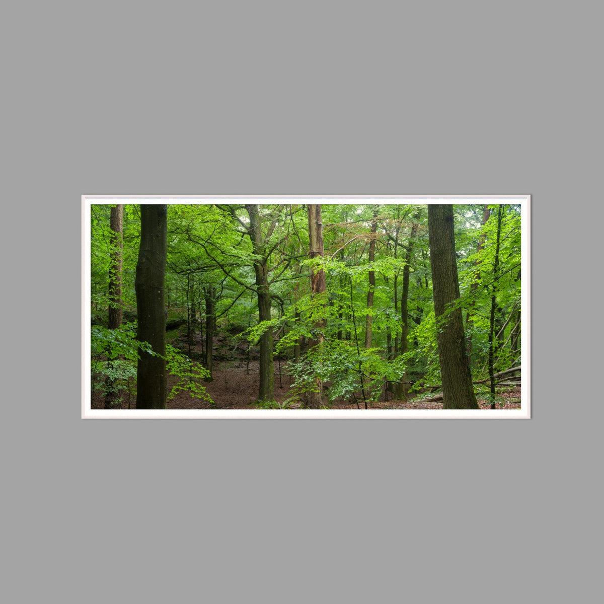 LED-Wandbild 60x120 cm quer – Wald