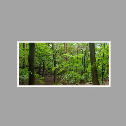 LED-Wandbild 60x120 cm quer – Wald