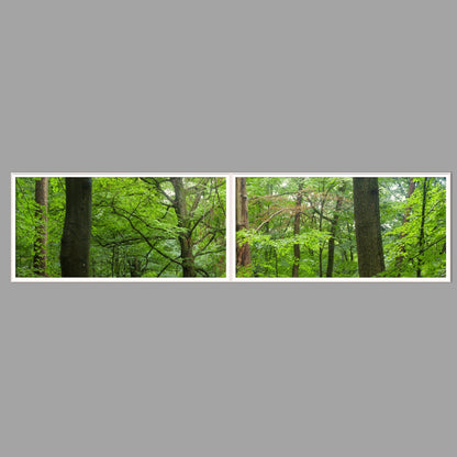 LED-Wandbild Zweiteiler quer 240x60 cm – Wald