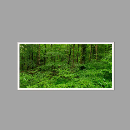 LED-Wandbild 60x120 cm quer – Wald