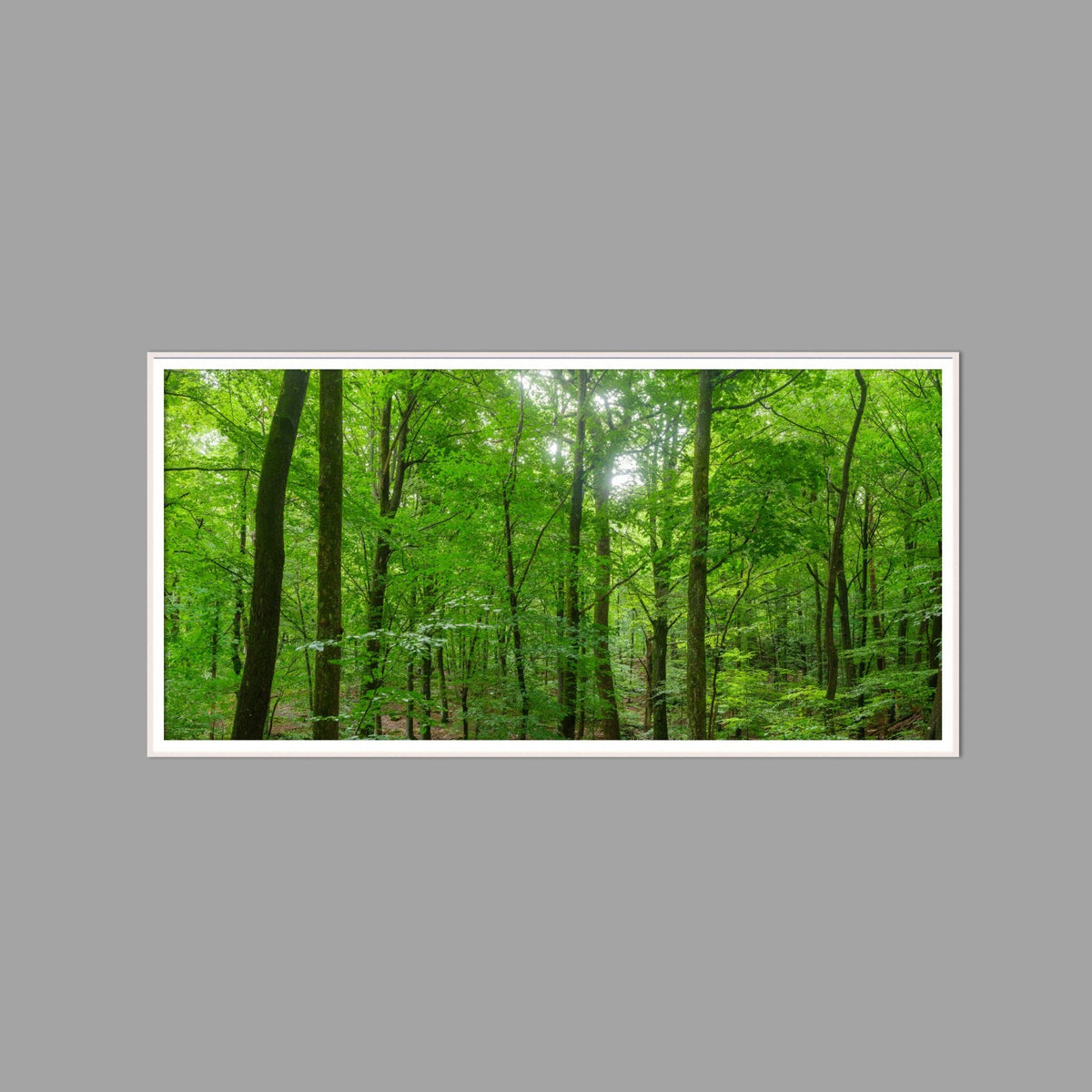 LED-Wandbild 60x120 cm quer – Wald