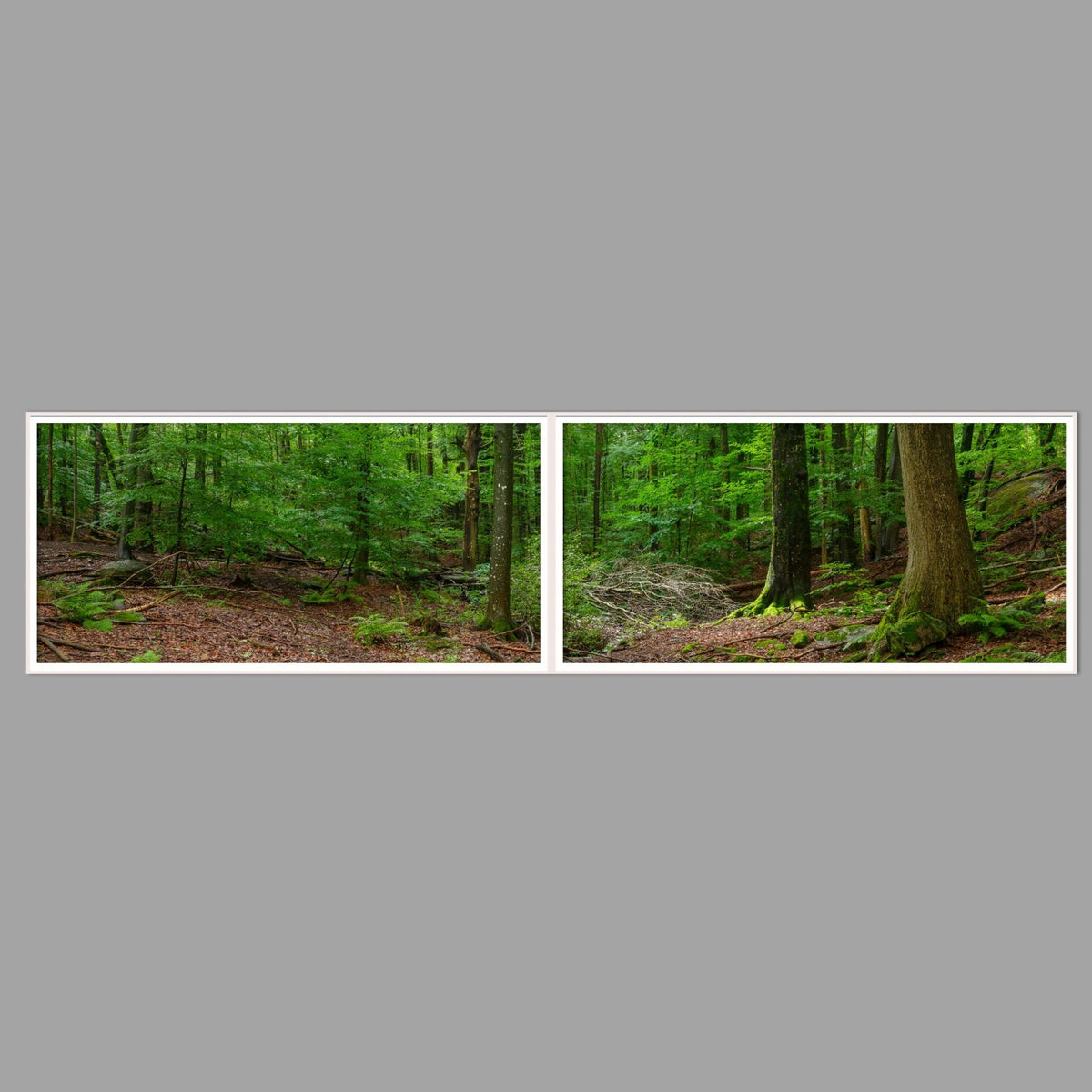 LED-Wandbild Zweiteiler quer 240x60 cm – Wald