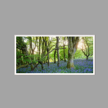 LED-Wandbild 60x120 cm quer – Wald