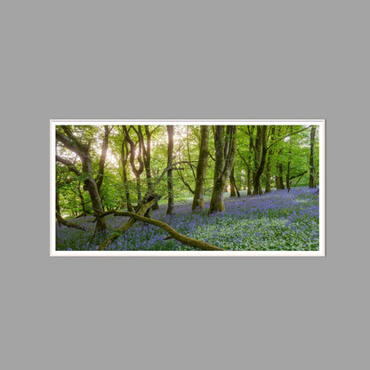 LED-Wandbild 60x120 cm quer – Wald