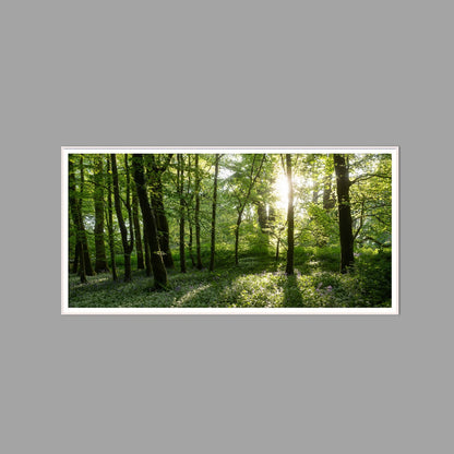 LED-Wandbild 60x120 cm quer – Wald