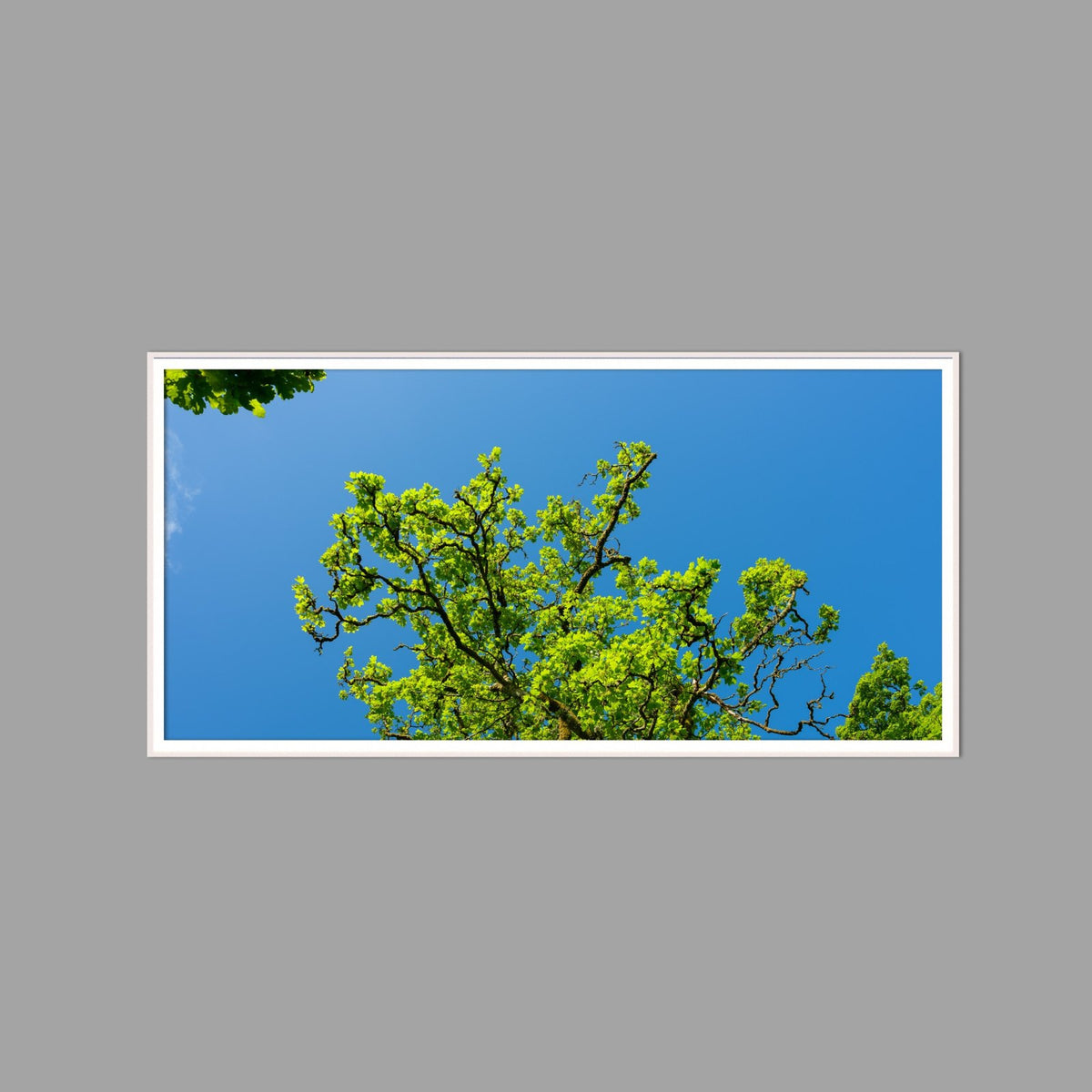 LED-Wandbild 60x120 cm quer – Wald
