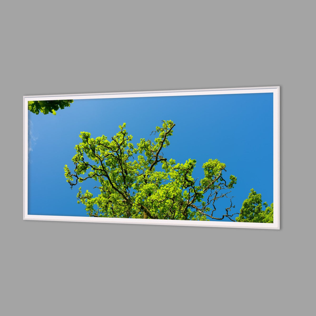LED-Wandbild 60x120 cm quer – Wald