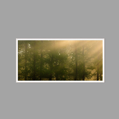 LED-Wandbild 60x120 cm quer – Wald