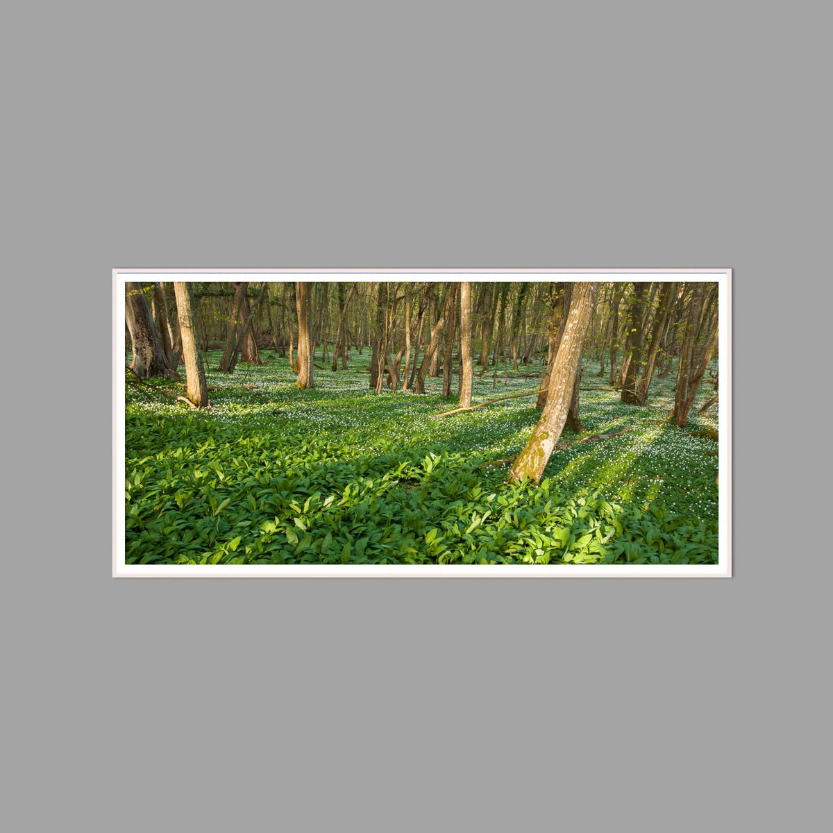 LED-Wandbild 60x120 cm quer – Wald