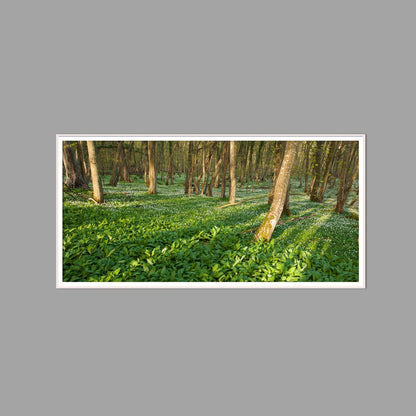 LED-Wandbild 60x120 cm quer – Wald