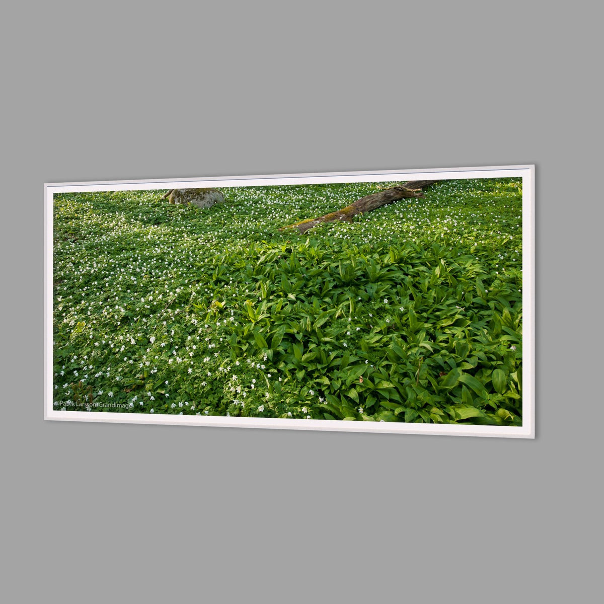 LED-Wandbild 60x120 cm quer – Wald