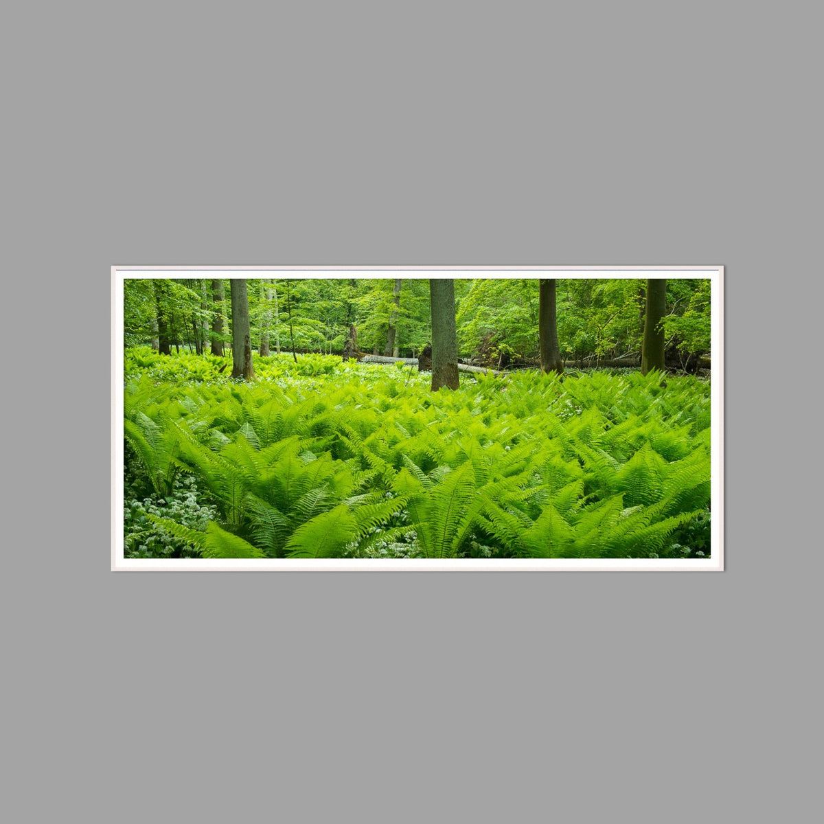 LED-Wandbild 60x120 cm quer – Wald