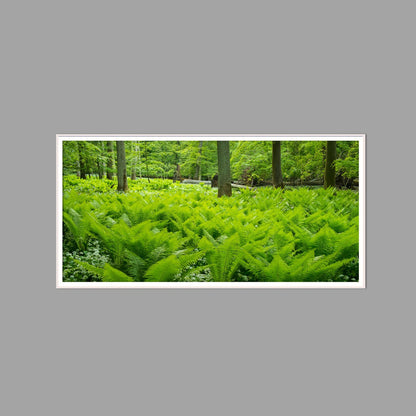 LED-Wandbild 60x120 cm quer – Wald