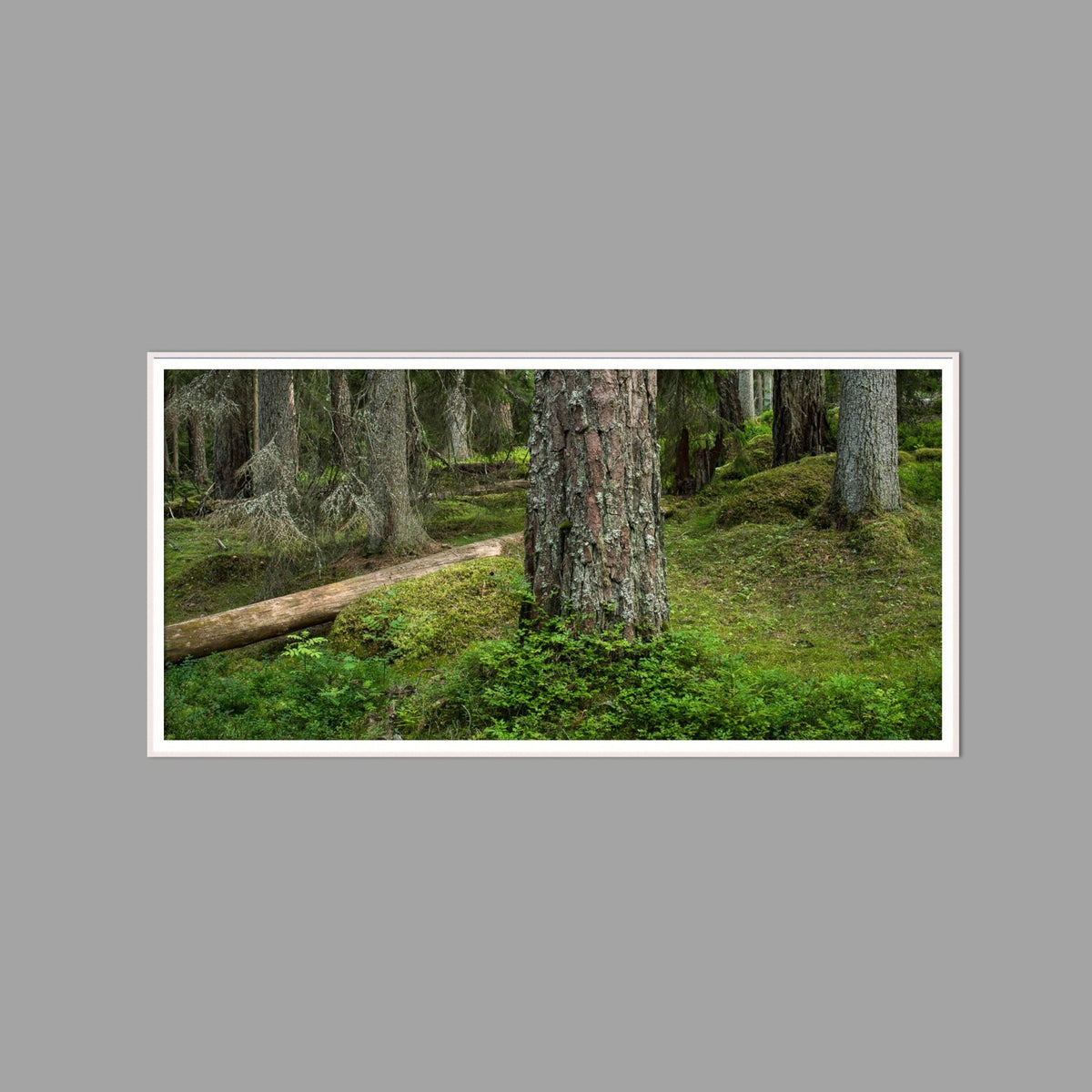 LED-Wandbild 60x120 cm quer – Wald