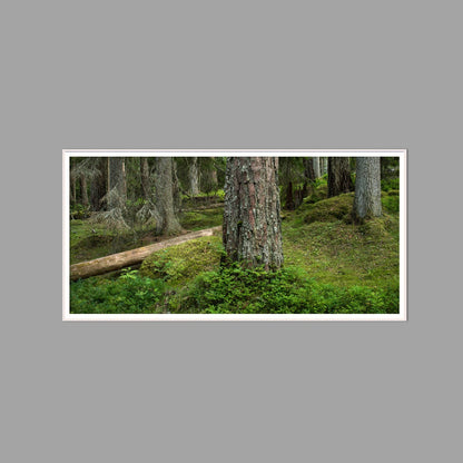 LED-Wandbild 60x120 cm quer – Wald
