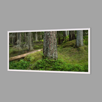 LED-Wandbild 60x120 cm quer – Wald