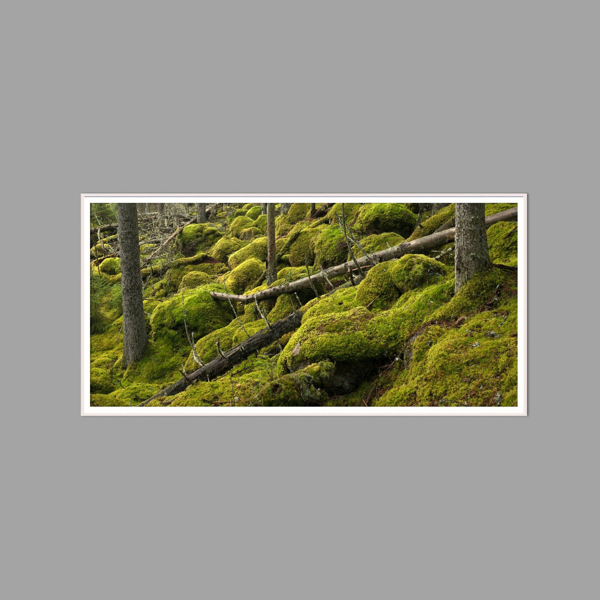 LED-Wandbild 60x120 cm quer – Wald