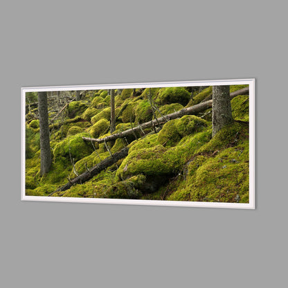 LED-Wandbild 60x120 cm quer – Wald