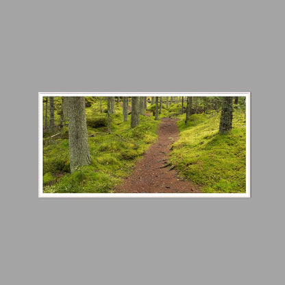 LED-Wandbild 60x120 cm quer – Wald
