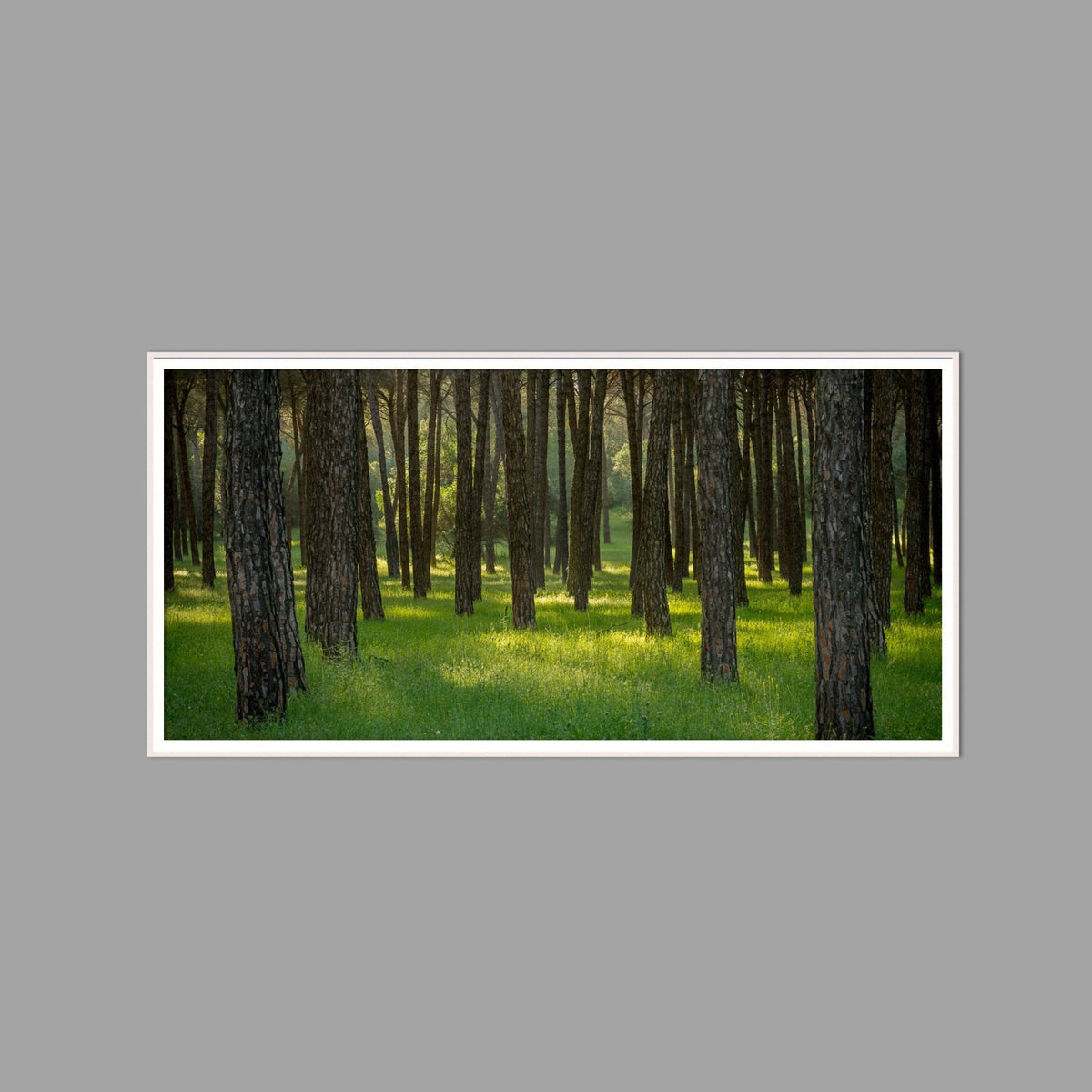 LED-Wandbild 60x120 cm quer – Wald