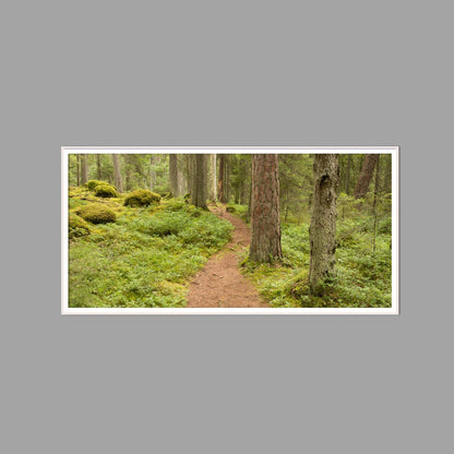 LED-Wandbild 60x120 cm quer – Wald