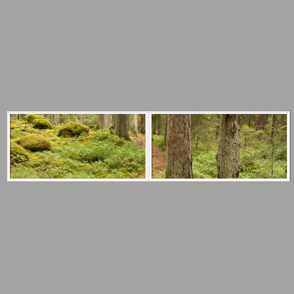 LED-Wandbild Zweiteiler quer 240x60 cm – Wald