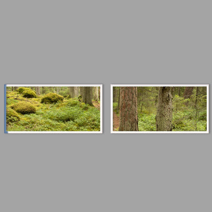 LED-Wandbild Zweiteiler quer mit Abstand – Wald