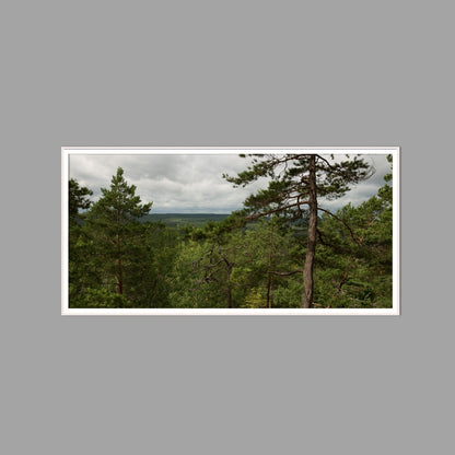 LED-Wandbild 60x120 cm quer – Wald