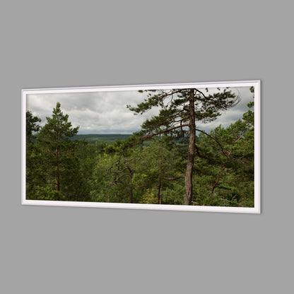 LED-Wandbild 60x120 cm quer – Wald