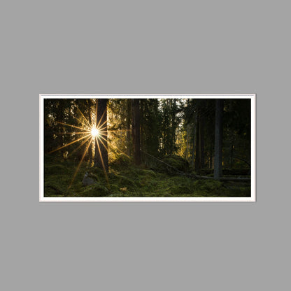 LED-Wandbild 60x120 cm quer – Wald