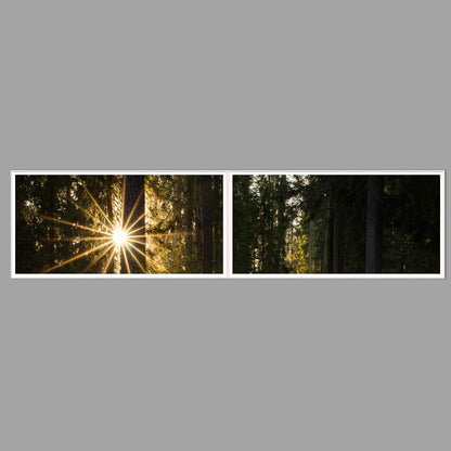 LED-Wandbild Zweiteiler quer 240x60 cm – Wald