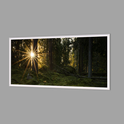 LED-Wandbild 60x120 cm quer – Wald