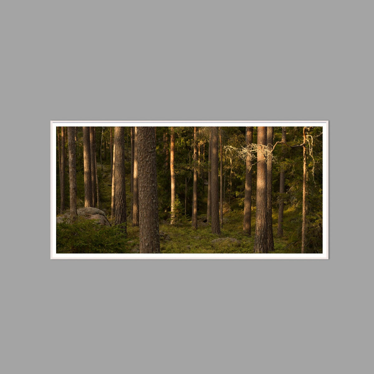 LED-Wandbild 60x120 cm quer – Wald