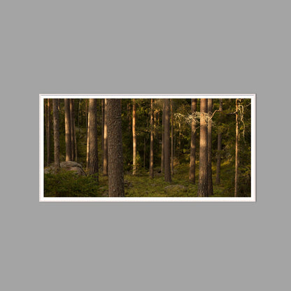 LED-Wandbild 60x120 cm quer – Wald