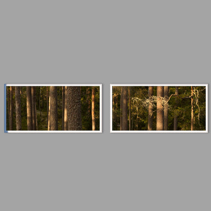 LED-Wandbild Zweiteiler quer mit Abstand – Wald