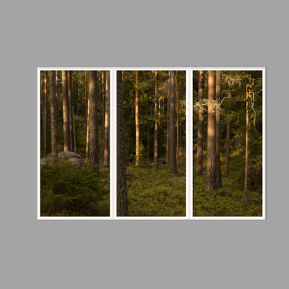 LED-Wandbild Dreiteiler hochkant 180x120 cm – Wald