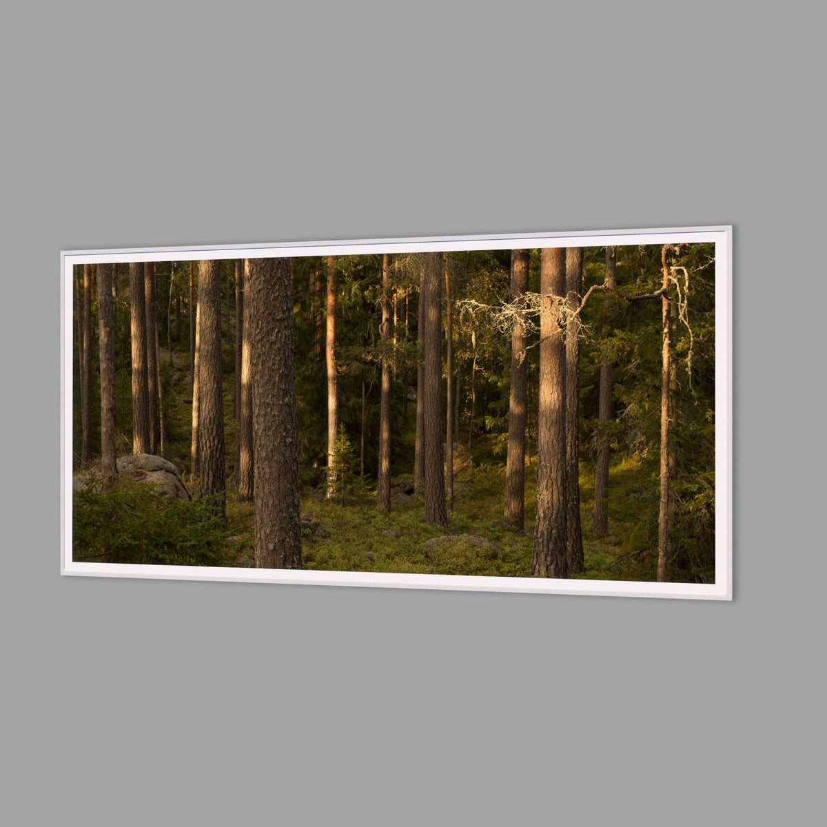 LED-Wandbild 60x120 cm quer – Wald