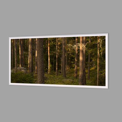 LED-Wandbild 60x120 cm quer – Wald