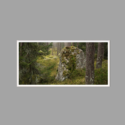 LED-Wandbild 60x120 cm quer – Wald