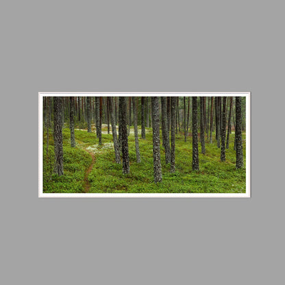 LED-Wandbild 60x120 cm quer – Wald
