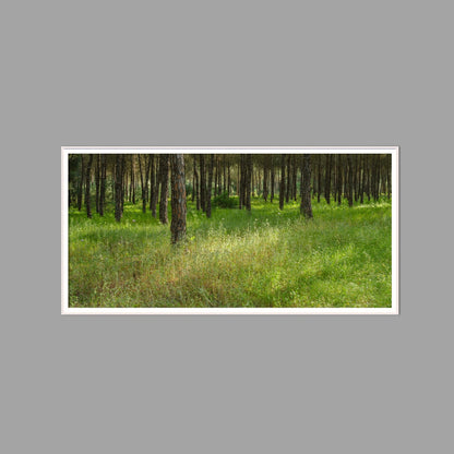 LED-Wandbild 60x120 cm quer – Wald