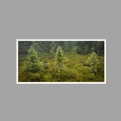 LED-Wandbild 60x120 cm quer – Wald