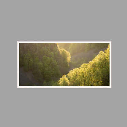 LED-Wandbild 60x120 cm quer – Wald