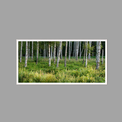 LED-Wandbild 60x120 cm quer – Wald
