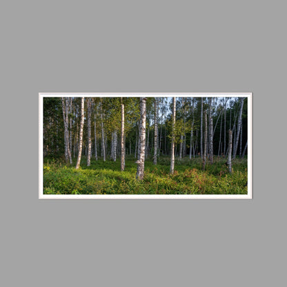 LED-Wandbild 60x120 cm quer – Wald