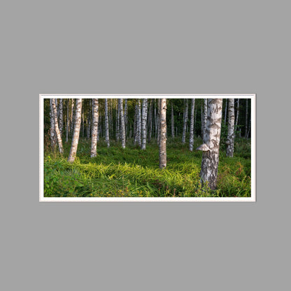 LED-Wandbild 60x120 cm quer – Wald