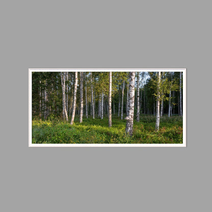 LED-Wandbild 60x120 cm quer – Wald