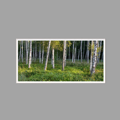 LED-Wandbild 60x120 cm quer – Wald